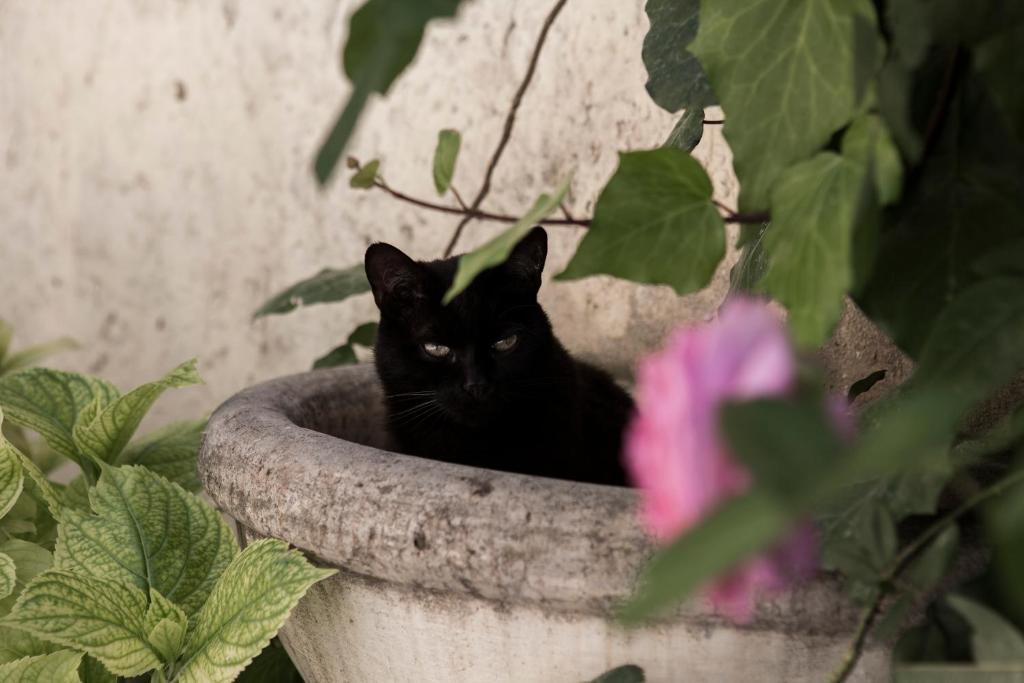 Bed & Breakfast Villino Di Porporano 2*