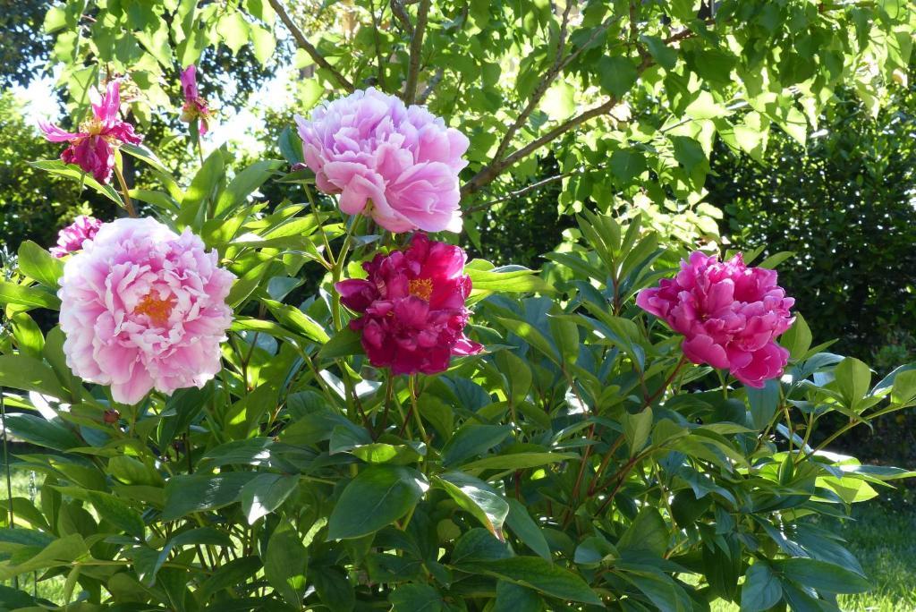Bed & Breakfast Villino Di Porporano Parma